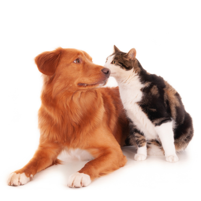 Pet GPS Trackers